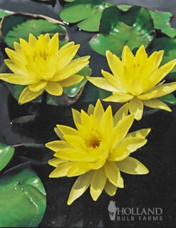 Menu Yellow Water Lily