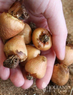 Menu Summer Moonlight Garden Flowers Collection -Holland Bulb Farms 78109 peacock orchid 2 1