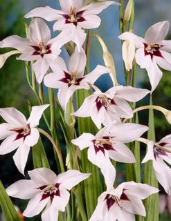 Menu Peacock Orchid Or Abyssianian Gladiolus -Holland Bulb Farms 78109 peacock orchid 3