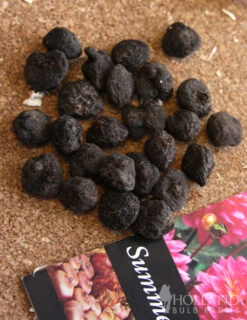 Menu St. Brigid Mix Anemone (Windflower) 9 Menu St. Brigid Mix Anemone (Windflower) -Holland Bulb Farms 78110 st brigid mix anemone