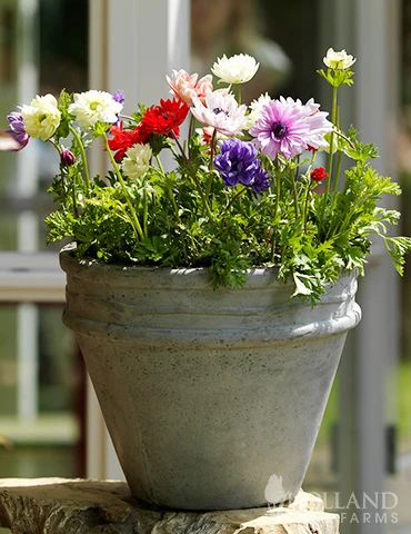 Menu St. Brigid Mix Anemone (Windflower) 4 Menu St. Brigid Mix Anemone (Windflower) - Image 2