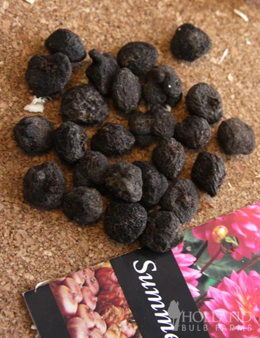 Menu St. Brigid Mix Anemone (Windflower) 6 Menu St. Brigid Mix Anemone (Windflower) - Image 4