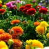 Menu Mixed Tecolote® Ranunculus -Holland Bulb Farms 78111 mixed buttercups