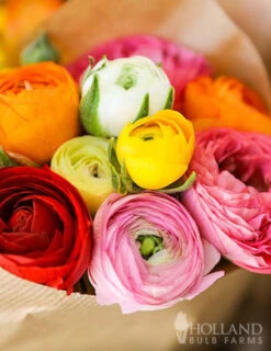 Menu Mixed Tecolote® Ranunculus -Holland Bulb Farms 78111 mixed buttercups 2