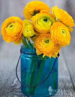 Menu Yellow Tecolote® Ranunculus -Holland Bulb Farms 78112 yellow ranunculus 2