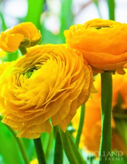 Menu Yellow Tecolote® Ranunculus