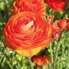 Menu Sunset Tecolote® Ranunculus -Holland Bulb Farms 78113 orange ranunculus