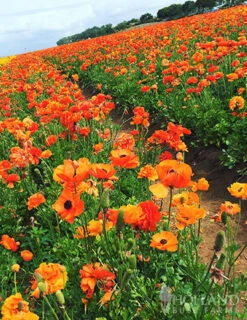 Menu Sunset Tecolote® Ranunculus -Holland Bulb Farms 78113 orange ranunculus 2