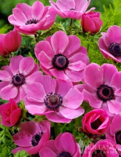 Menu Deer Resistant Cut Flower Garden Collection -Holland Bulb Farms 78114 anemone de caen 2