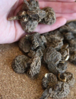 Menu Deer Resistant Cut Flower Garden Collection -Holland Bulb Farms 78114 anemone de caen