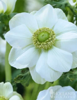 Menu Deer Resistant Cut Flower Garden Collection -Holland Bulb Farms 78114 anemone de caen 5