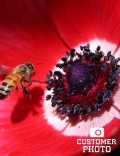 Menu Anemone De Caen - Windflower -Holland Bulb Farms 78114 anemone de caen 6