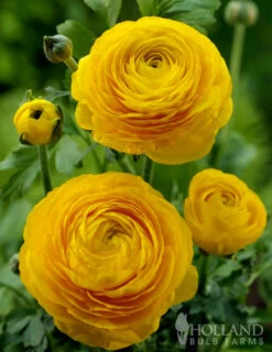 Menu Summer Bouquet Garden -Holland Bulb Farms 78115 mixed buttercups