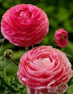 Menu Mixed Buttercup -Holland Bulb Farms 78115 mixed buttercups 3 1