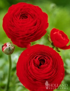 Menu Mixed Buttercup -Holland Bulb Farms 78115 mixed buttercups 4 1