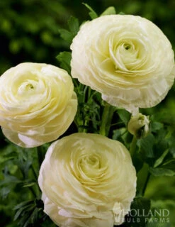 Menu Summer Bouquet Garden -Holland Bulb Farms 78115 mixed buttercups 5