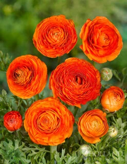 Menu Summer Bouquet Garden -Holland Bulb Farms 78115 mixed ranunculus