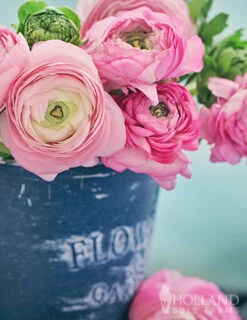 Menu Pink Tecolote® Ranunculus -Holland Bulb Farms 78116 pink ranunculus 2