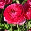Menu Pink Tecolote® Ranunculus -Holland Bulb Farms 78116 pink ranunculus 3