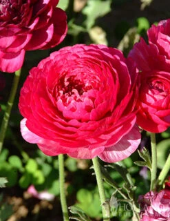 Menu Pink Tecolote® Ranunculus