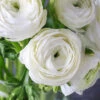 Menu White Tecolote® Ranunculus -Holland Bulb Farms 78117 white ranunculus 2