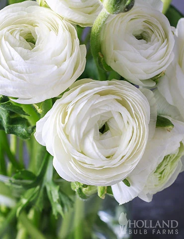 Menu White Tecolote® Ranunculus 3 Menu White Tecolote® Ranunculus