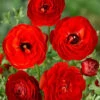 Menu Red Tecolote® Ranunculus -Holland Bulb Farms 78118 red ranunculus