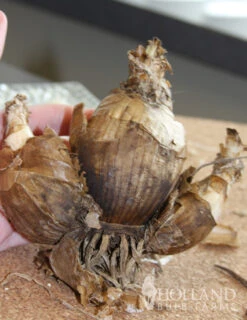 Menu Amaryllis Belladonna -Holland Bulb Farms 78120 amaryllis belladonna 3