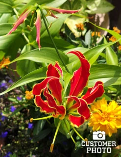 Menu Glory Lily -Holland Bulb Farms 78121 glory lily