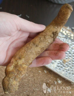 Menu Glory Lily -Holland Bulb Farms 78121 glory lily 3