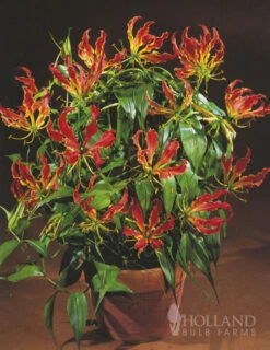 Menu Glory Lily -Holland Bulb Farms 78121 glory lily 4