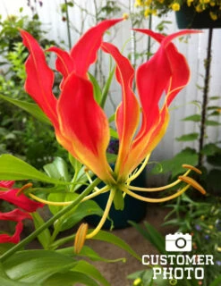 Menu Glory Lily -Holland Bulb Farms 78121 glory lily 6