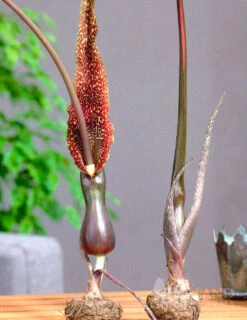 Menu Arum Cornutum - Voodoo Lily