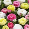Menu Pastel Mix Tecolote® Ranunculus -Holland Bulb Farms 78123 pastel ranunculus
