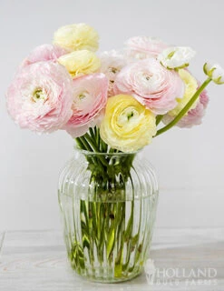 Menu Pastel Mix Tecolote® Ranunculus -Holland Bulb Farms 78123 pastel ranunculus 2
