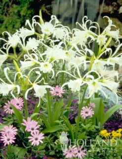 Menu Peruvian Daffodil Or Spider Flower -Holland Bulb Farms 78124 peruvian daffodil 3