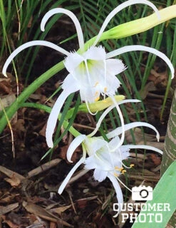 Menu Peruvian Daffodil Or Spider Flower -Holland Bulb Farms 78124 peruvian daffodil 5