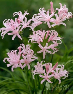 Menu Japanese Spider Lily