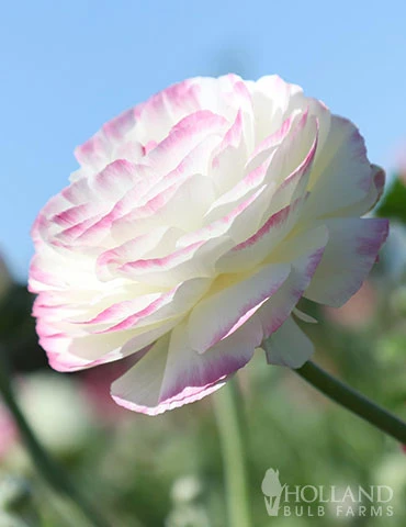 Menu Picotee Mix Tecolote® Ranunculus 4 Menu Picotee Mix Tecolote® Ranunculus - Image 2