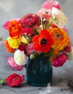 Menu Picotee Mix Tecolote® Ranunculus 7 Menu Picotee Mix Tecolote® Ranunculus -Holland Bulb Farms 78126 picotee ranunculus mixed