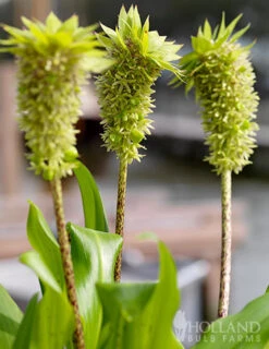 Menu Deer Resistant Container Garden Collection -Holland Bulb Farms 78127 pineapple lily 1