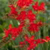 Menu Montbretia Or Crocosmia