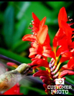 Menu Montbretia Or Crocosmia -Holland Bulb Farms 78128 montbretia 3