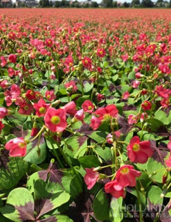 Menu Iron Cross (Oxalis) -Holland Bulb Farms 78131 iron cross oxalis 2