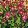Menu Iron Cross (Oxalis)