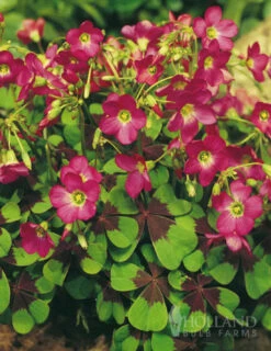 Menu Iron Cross (Oxalis)