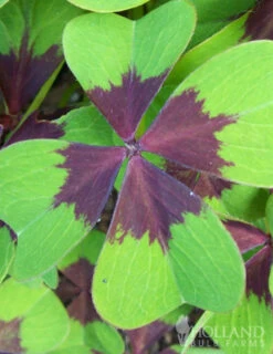 Menu Iron Cross (Oxalis) -Holland Bulb Farms 78131 iron cross oxalis 4