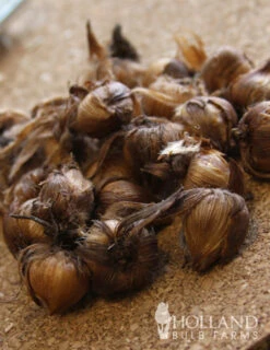 Menu Iron Cross (Oxalis) -Holland Bulb Farms 78131 iron cross oxalis 5