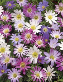 Menu Grecian Windflower- Anemone Blanda