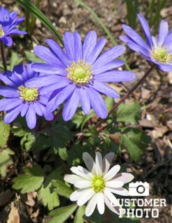 Menu Grecian Windflower- Anemone Blanda -Holland Bulb Farms 78133 grecian windflower 3